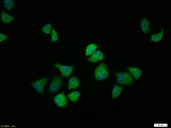 GSK3 beta (phospho-Ser9) antibody