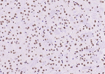 Histone H3 antibody