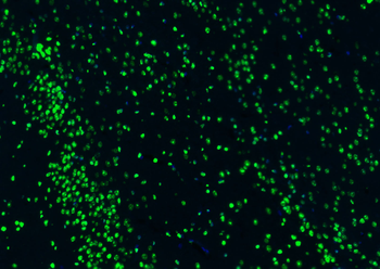 Histone H3 antibody