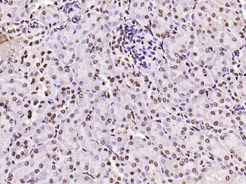 Histone H3 antibody