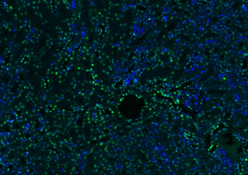 Histone H3 antibody