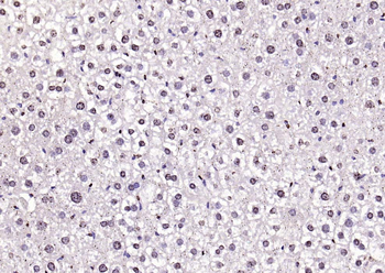 Histone H3 antibody