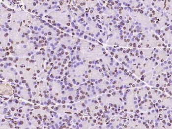 Histone H3 antibody