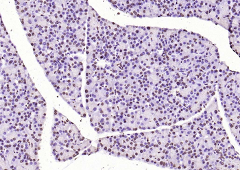 Histone H3 antibody