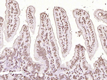 Histone H3 antibody