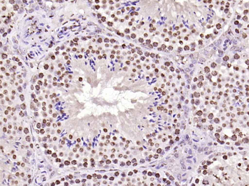 Histone H3 antibody