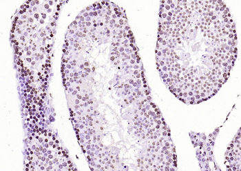 Histone H3 antibody