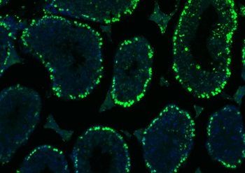 Histone H3 antibody