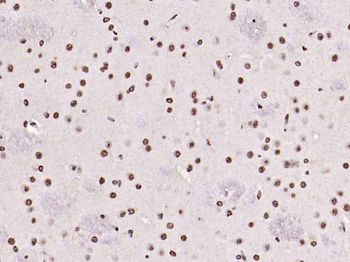 Histone H3 antibody