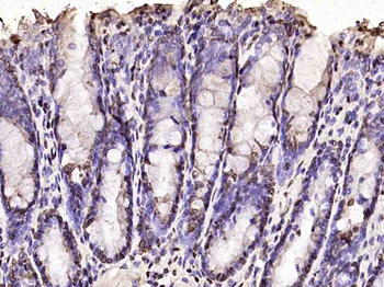 Histone H3 antibody