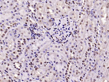 Histone H3 antibody