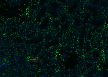 Histone H3 antibody