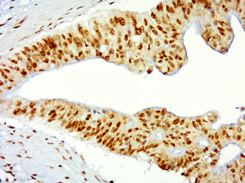 Histone H3 antibody