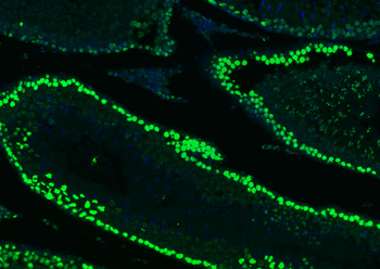 Histone H3 antibody