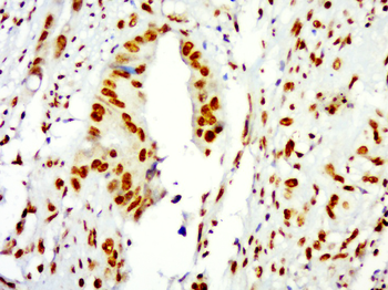 Histone H3 antibody