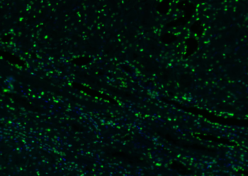 Histone H3 antibody