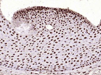 Histone H3 antibody