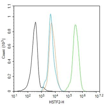 HSTF2 Rabbit Polyclonal Antibody