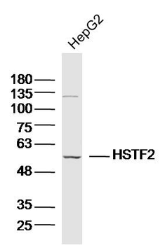 HSTF2/HSF2 antibody