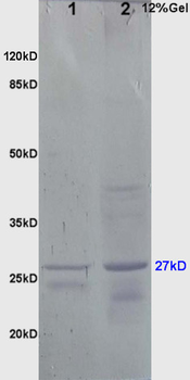 HSP27 antibody