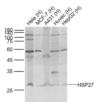 HSP27 antibody