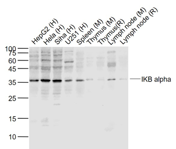 NFKB Inhibitor alpha antibody