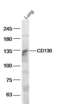 gp130 antibody