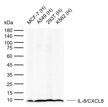 IL8 antibody