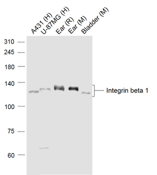 Integrin beta 1 antibody