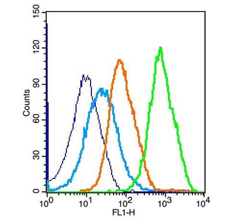 JAK2 antibody