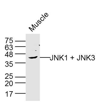 Jnk1/3 antibody