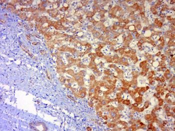 Jnk1/3 antibody