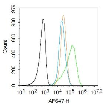 Jnk1/3 antibody