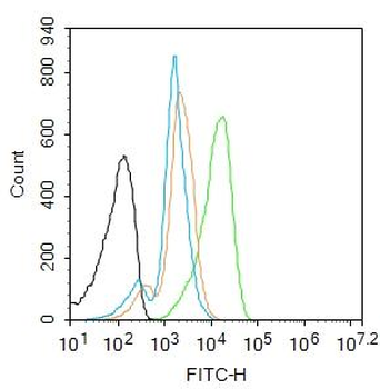 Jnk1/3 antibody