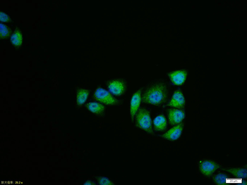 Jnk1/3 antibody