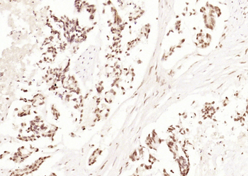 Jnk1/3 antibody