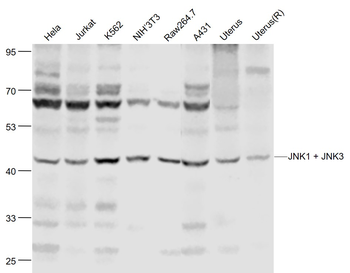 Jnk1/3 antibody