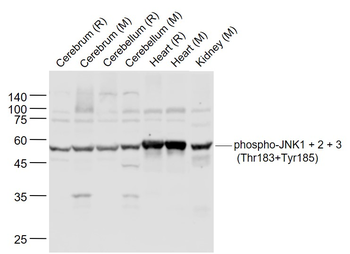 JNK1/2/3 (phospho-Thr183/185) antibody