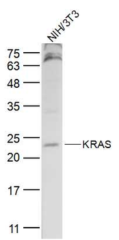 pan Ras antibody