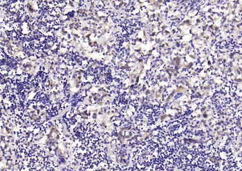 pan Ras antibody