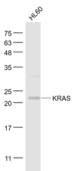 pan Ras antibody