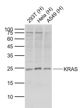 pan Ras antibody