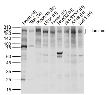 LN antibody