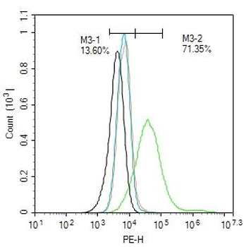 MBP antibody