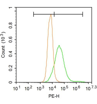 MBP antibody