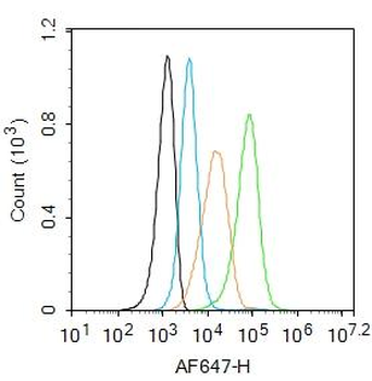 MBP antibody