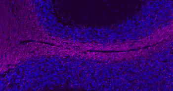 MBP antibody