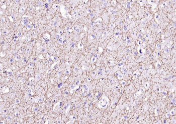 MBP antibody