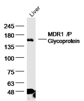 MDR1/P Glycoprotein Rabbit Polyclonal Antibody