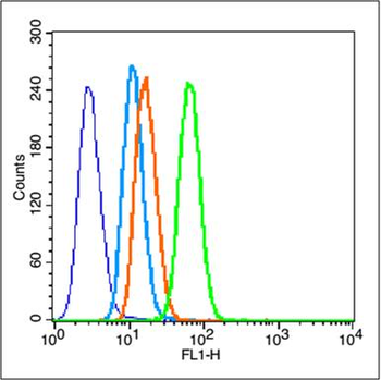 MMP2 antibody